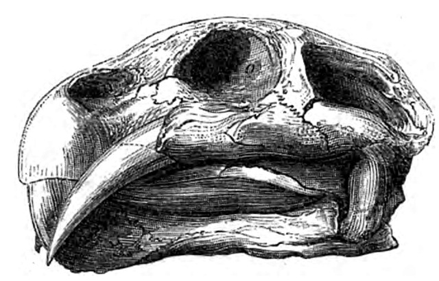 [dicynodonskulldrawing5.jpg]