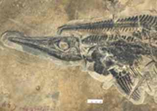 Ichthyosaur.
