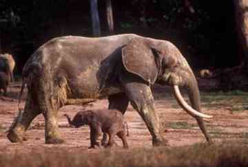 Forest elephants (shown) in Africa have now been confirmed as a new species of elephant and have been distinguished from the larger savanna elephant in Africa. [Photo: Nicholas Georgiadis]