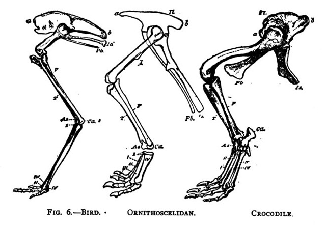 [leg_evolution5.jpg]