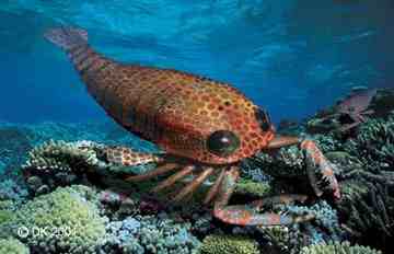 Pterygotus