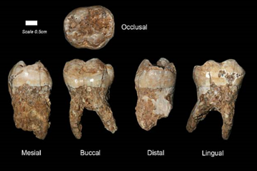 These teeth are among those discovered. Researchers hope to find skulls, which would make identification easier.