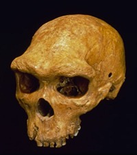 [heidelbergensisskull2009350618.jpg]
