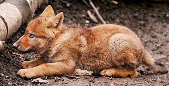 Wolf pup living in Zürich zoo [Image by Tambako the Jaguar on Flickr] 