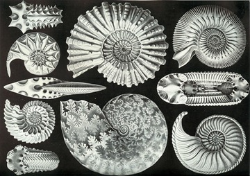 Ernst Haeckel’s illustrations of ammonites./Wikimedia.org