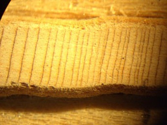 A prepared tree core under magnification. Note the small rings. This tree is either really slow growing, really stressed, or both. [Photo by sarcozona]