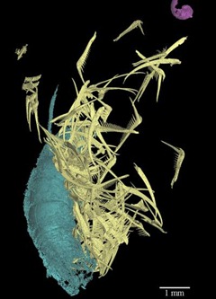 This is a 3-D reconstruction of the radula (tongue-like anatomical structure of mollusks for feeding) of a Baculites fossil. Teeth are depicted in yellow and the fragments of the fossil's last meal, caught between the jaws, in blue (for a crustacean) and pink (for a snail), respectively [Credit: I. Kruta/MNHN]