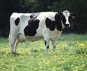 A Holstein dairy cow