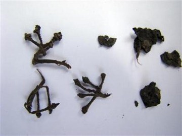 A range of 6,100-year-old desiccated grape stems and dried pressed grapes that were found on and around the wine press in the Armenian cave at the excavations of the Areni-1 cave complex in Armenia [Photo: Reuters]