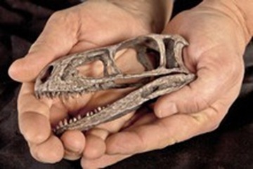 dinosaur_220x14798248