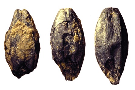 [GNARLY_BARLEY__[4].jpg]