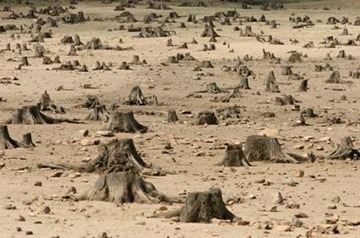 deforestation-is-extremely-harmful-to-the-planet