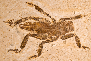 Rare insect fossil reveals 100 million years of evolutionary stasis - News Bureau - University of Illinois_1296836109991