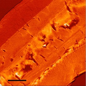 PRCodyPaleozoicChitinPicLarge