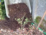compost
