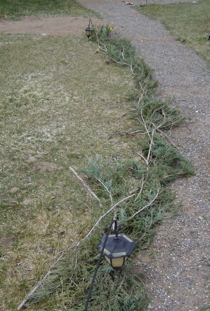 [Rabbit Deterent - Cypress clippings (432x640)[5].jpg]
