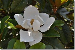 Magnolia 004