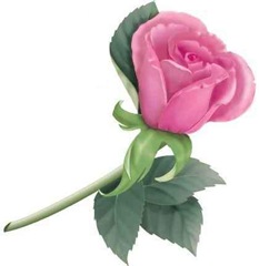 rosa rosa