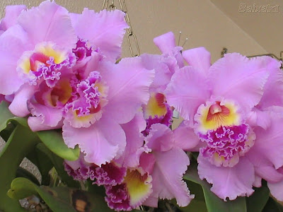 BXK15147_d-maria-flores-2-006800.jpg