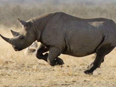 وجود قرن وحيد القرن في البندقيه