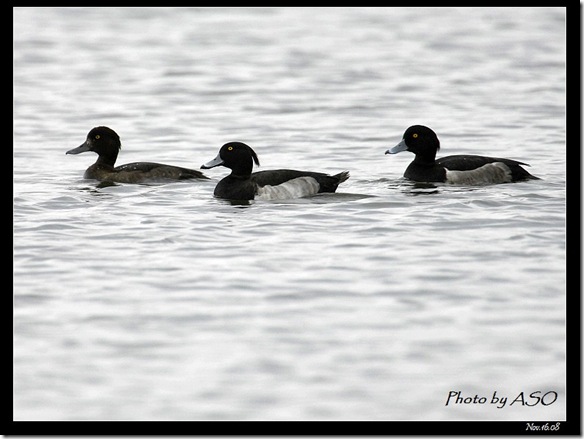 鳳頭潛鴨(2008-11-16塭底)1588