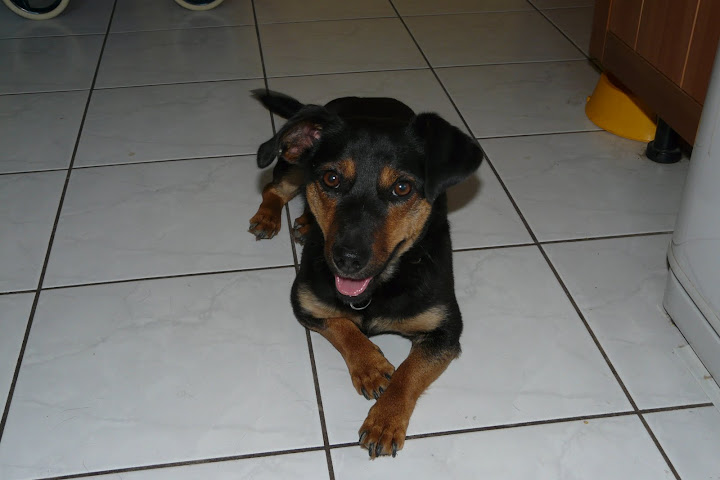 2010-06-18%20t%C3%BCcsi%20017.JPG
