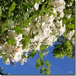 Ramblerrose in der Blüte © H. Brune