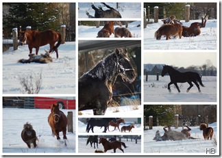 Die Pferde im Neuschnee © H. Brune