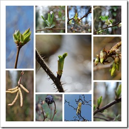 Collage Frühlingsblätter © H. Brune