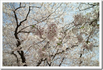 Sakura © H. Sumiya