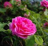 Rose Gertrude Jekyll © H. Brune