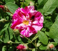 Rosa Mundi | Rosa gallica versicolor © H. Brune