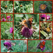 Schmetterlinge an Disteln © H. Brune