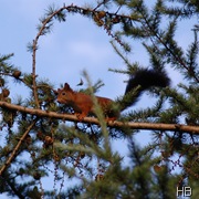 Eichhörnchen © H. Brune