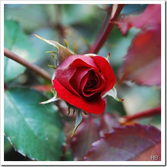 Rose 'Roter Korsar' © H. Brune