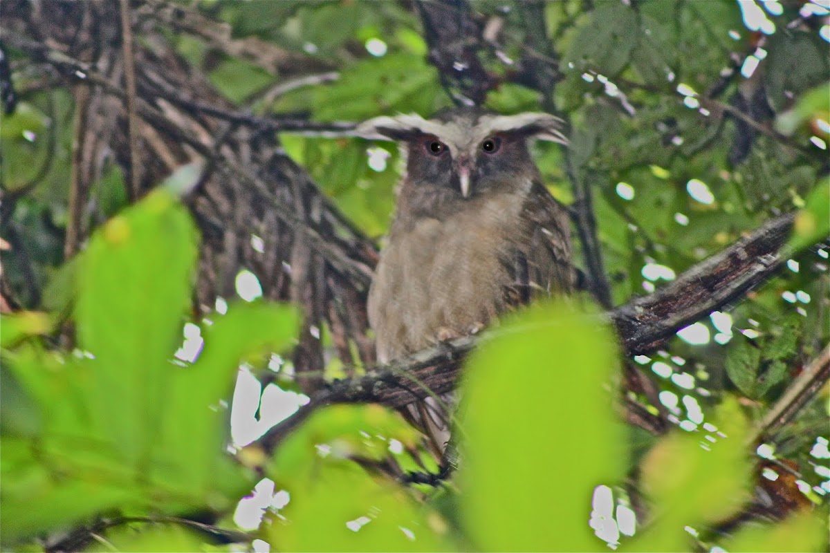 Browed Crested Owl
