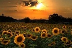 [sunflowers[8].jpg]
