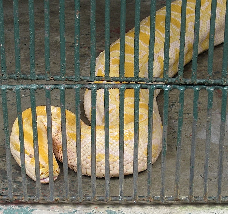 albino Burmese python at the Malabon Zoo