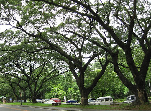 acacia trees in U.P. Diliman