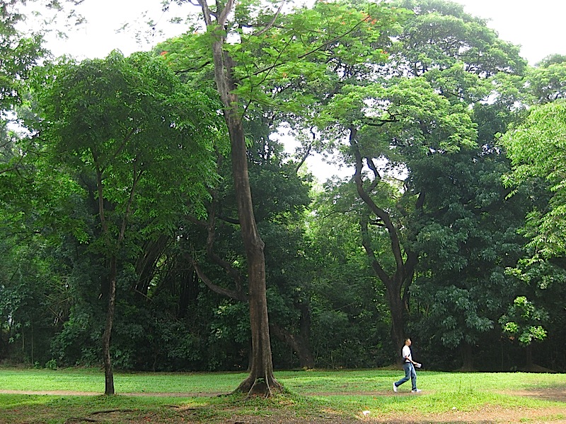 stand of woods in Ateneo de Manila