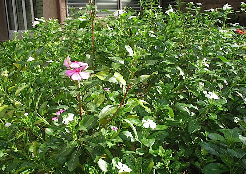 Catharanthus flowers, also known as Madagascar Periwinkle or Araw-araw