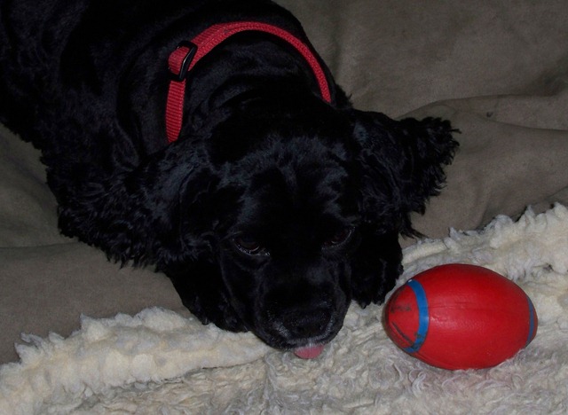[Maggie and her ball[2].jpg]