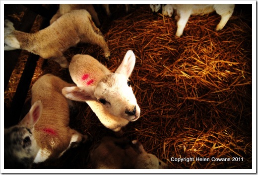 lambs2