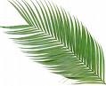 [palm leaf[4].jpg]