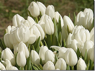 tulips-white