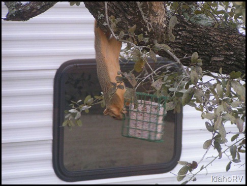 Squirrel-on-Bird-Feed