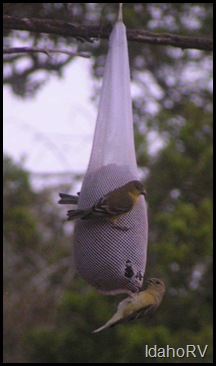 Finches-2