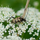 Speckled Longhorn Beetle