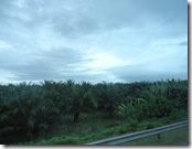 椰子の群生