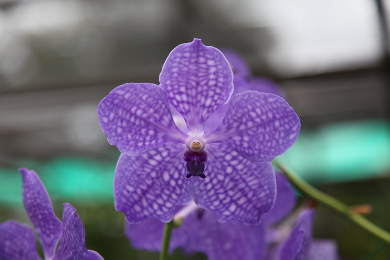 Orchideen in Thailand | Orchideenforum
